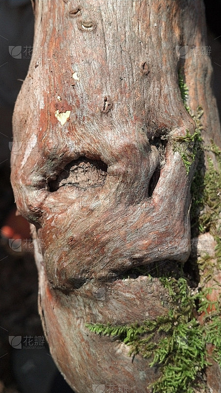 森林独立主机