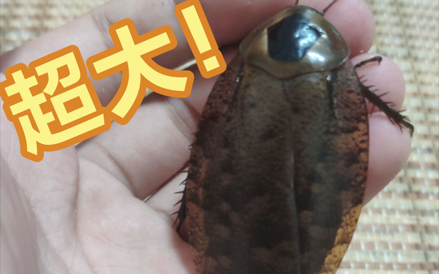 三大主机那个最受蟑螂